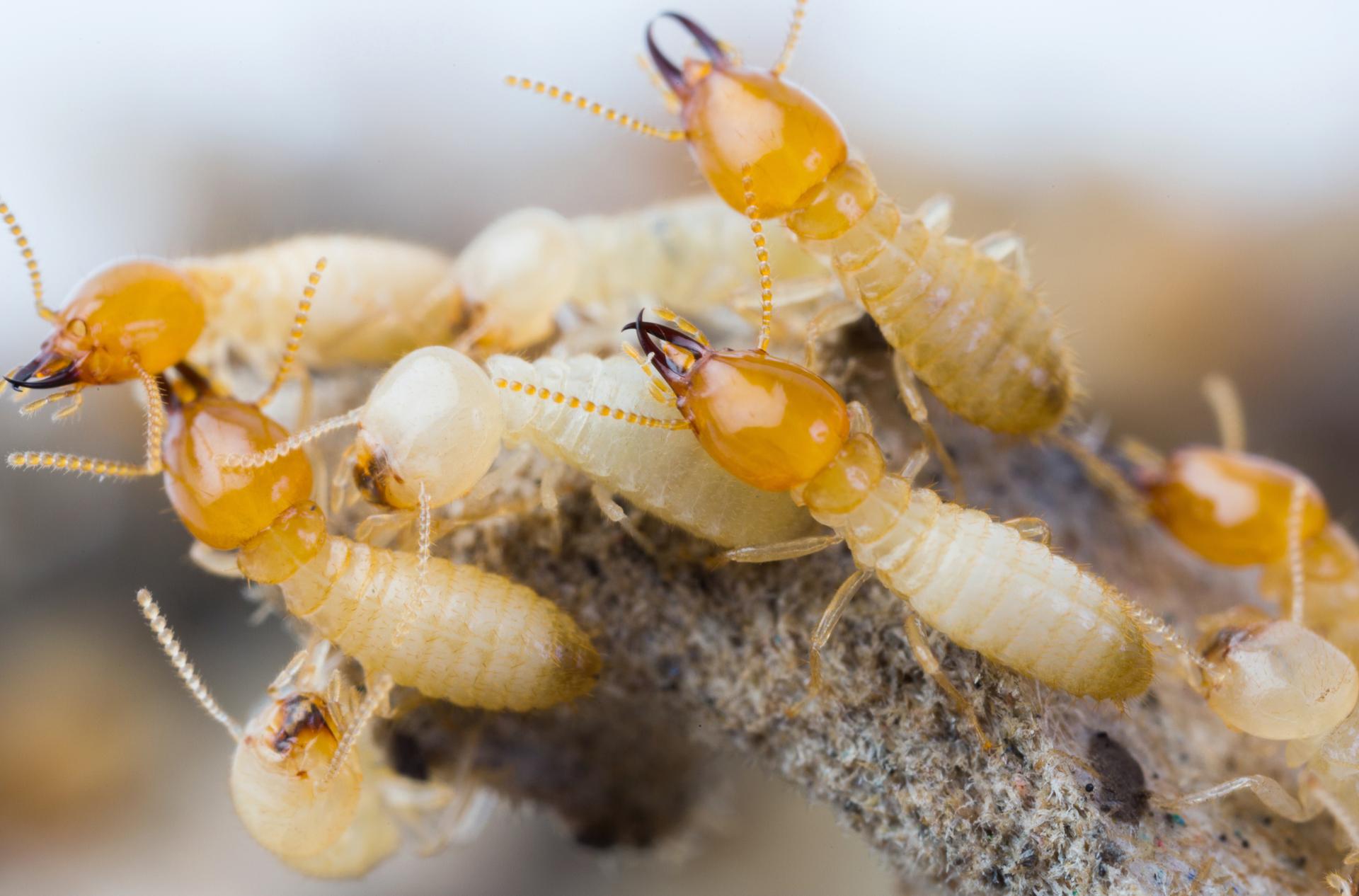 local termite pest control